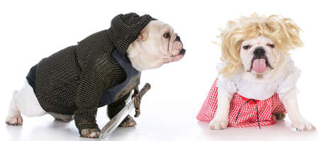 bulldogs dressed up like a knight and a damsel in distress on white backgroundの写真素材