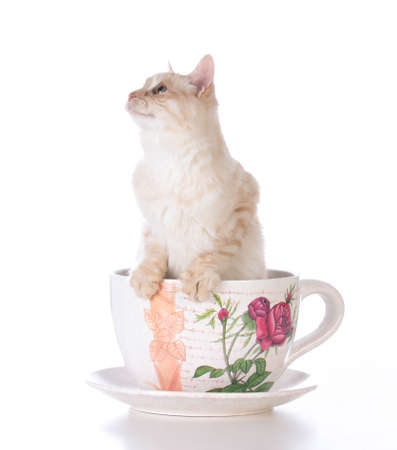 kitten in a teacup on white backgroundの写真素材