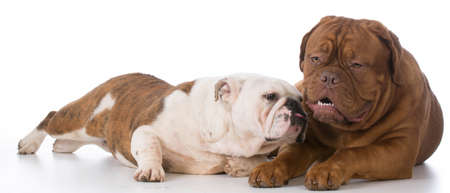 english bulldog and dogue de bordeaux on white backgroundの写真素材