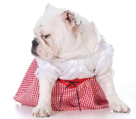 female english bulldog sitting lookingto the sideの写真素材