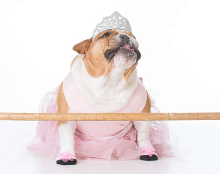 english bulldog female wearing ballerina costume on white backgroundの写真素材