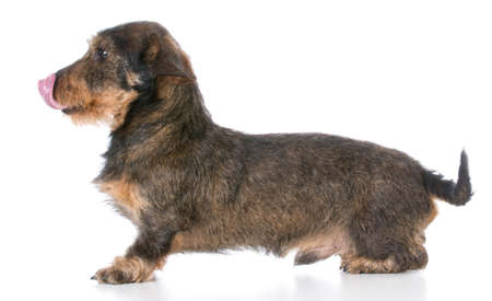 miniature wirehaired dachshund licking lips on white backgroundの写真素材