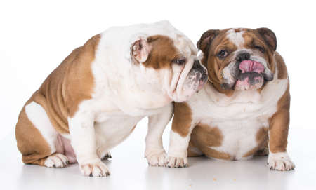 two bulldogs interacting on white backgroundの写真素材