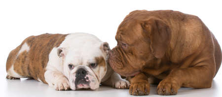 bulldog and dogue de bordeaux on white backgroundの写真素材