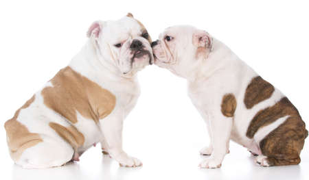 bulldog mother and daughter on white backgroundの写真素材
