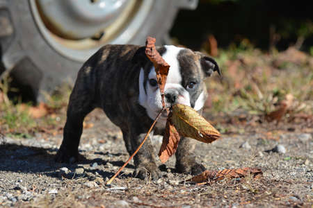 bulldog puppy outdoors playing with a leafの写真素材