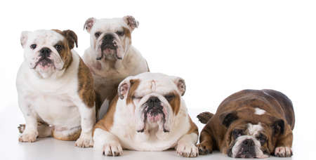 four english bulldogs isolated on white backgroundの写真素材