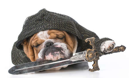 english bulldog wearing knight costume on white backgroundの写真素材