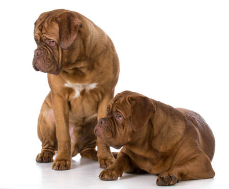 two dogue de bordeaux puppies on white backgroundの写真素材
