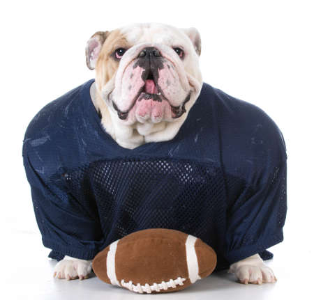 english bulldog wearing football jersey on white backgroundの写真素材