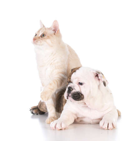 dog and cat isolated on white backgroundの写真素材