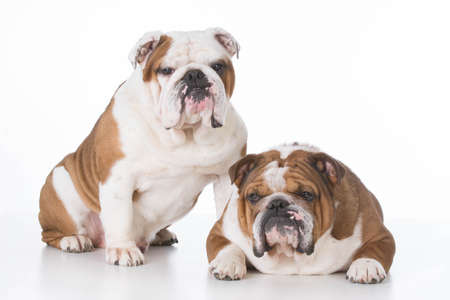father and son bulldogs on white backgroundの写真素材