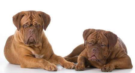 two dogue de bordeaux puppies on white backgroundの写真素材
