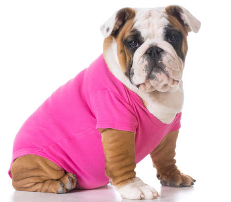 female english bulldog puppy sitting on white backgroundの写真素材