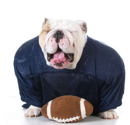 english bulldog wearing football jersey on white backgroundの写真素材