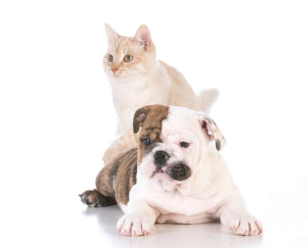 dog and cat isolated on white backgroundの写真素材