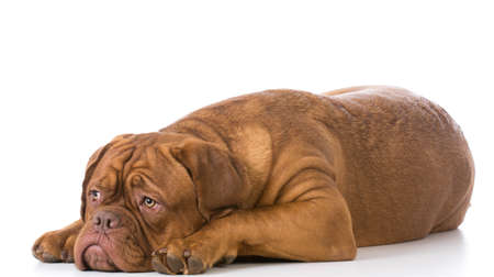 sad looking dogue de bordeaux puppy laying down on white backgroundの写真素材