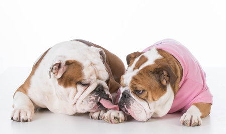 two english bulldog kissing on white backgroundの写真素材