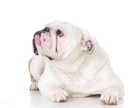 english bulldog laying down on white backgroundの写真素材