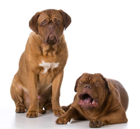 funny dogue de bordeaux puppies with crying expressionの写真素材