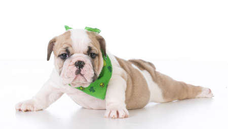 seven week old english bulldog puppy isolated on white backgroundの写真素材