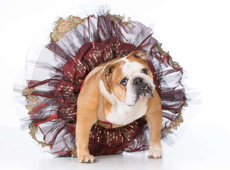 bulldog wearing ballerina costume sitting on white backgroundの写真素材