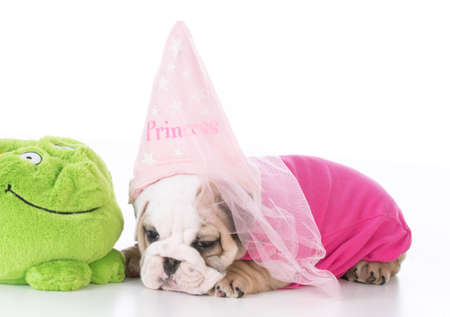 adorable english bulldog puppy dressed like a princess on white backgroundの写真素材