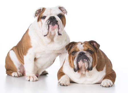 father and son bulldogs on white backgroundの写真素材