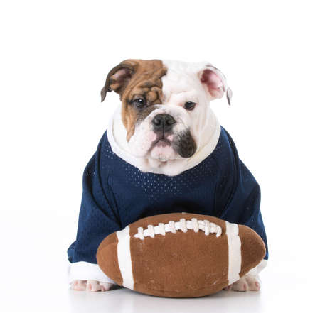 cute english bulldog puppy wearing football jersey on white backgroundの写真素材