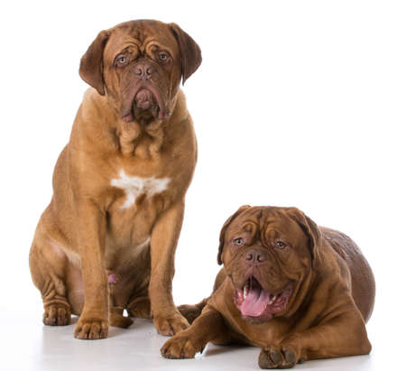 two sad dogue de bordeaux puppies on white backgroundの写真素材