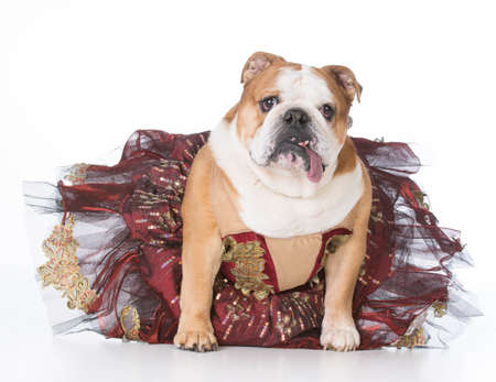 bulldog wearing ballerina costume sitting on white backgroundの写真素材