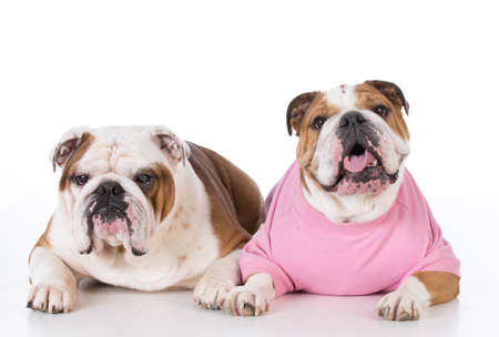 bulldog father and daughter laying down on white backgroundの写真素材