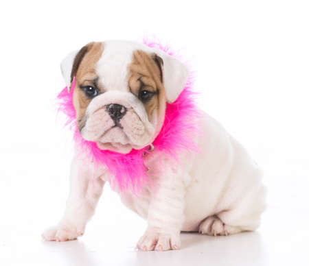 seven week old english bulldog puppy isolated on white backgroundの写真素材