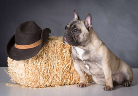 french bulldog sitting with bale of straw and western hatの写真素材