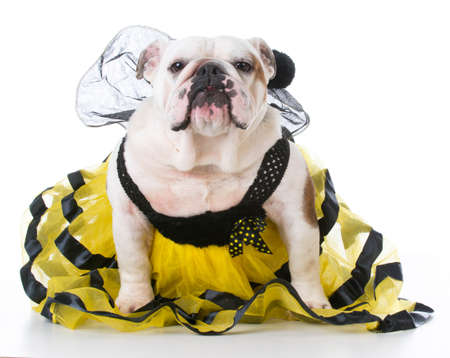 bulldog wearing bumble bee costume on white backgroundの写真素材