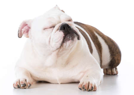 english bulldog laying down ignoring viewer on white backgroundの写真素材