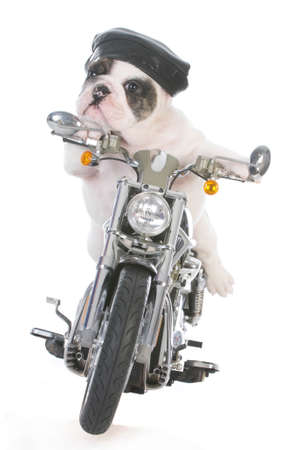 dog riding a motorcycle on white backgroundの写真素材