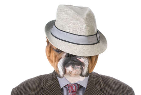 english bulldog wearing a mans suit and fedoraの写真素材