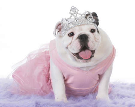 bulldog puppy dressed up like a princess on white backgroundの写真素材
