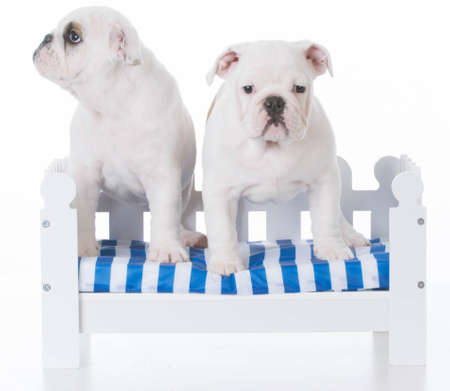 two adorable english bulldog puppies on a white wooden benchの写真素材