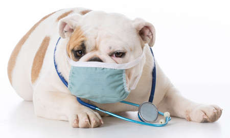 english bulldog wearing stethoscope on white backgroundの写真素材