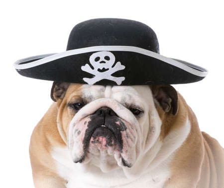 english bulldog wearing pirate hat isolated on white backgroundの写真素材