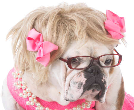 female english bulldog wearing pink dress isolated on white backgroundの写真素材