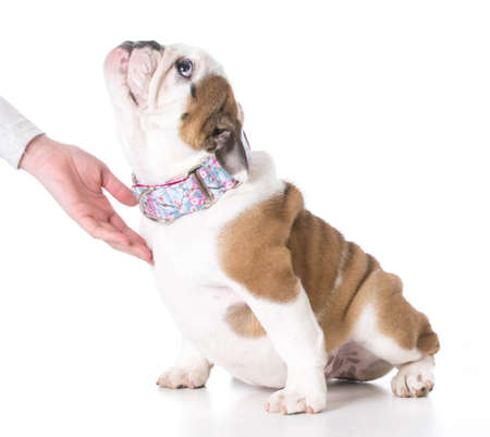 teaching puppy how to sitの写真素材