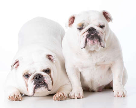 two english bulldogs isolated on white backgroundの写真素材