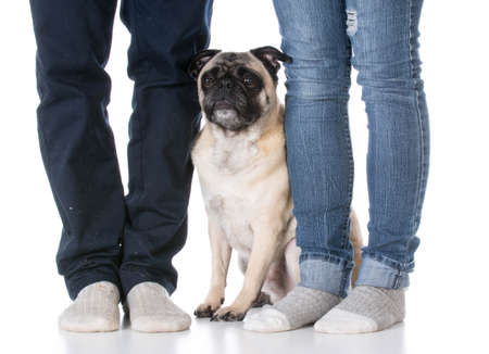 mixed breed dog sitting at the feet of his owners on white backgroundの写真素材