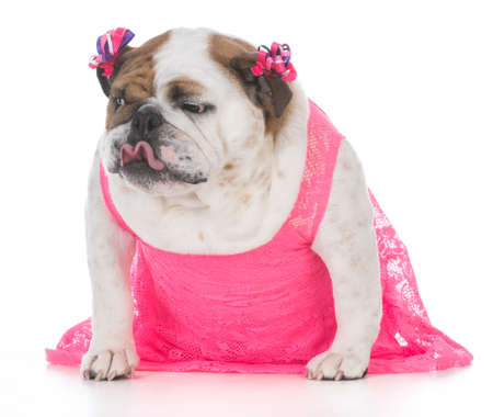 female english bulldog wearing a pink dress isolated on white backgroundの写真素材