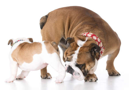 father and daughter english bulldogs greeting each other on white backgroundの写真素材