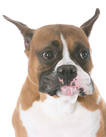 boxer with silly expression on white backgroundの写真素材