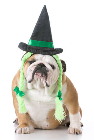english bulldog wearing witch costume isolated on white backgroundの写真素材